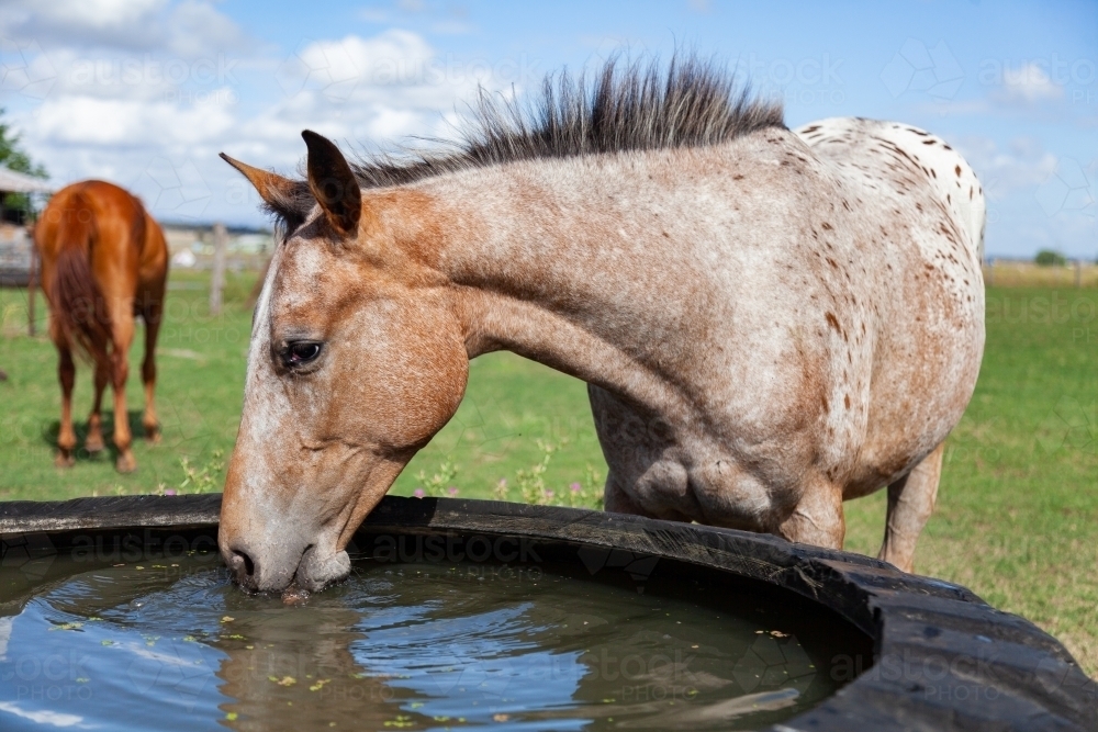 Horse drinking water from tire water trough - Australian Stock Image
