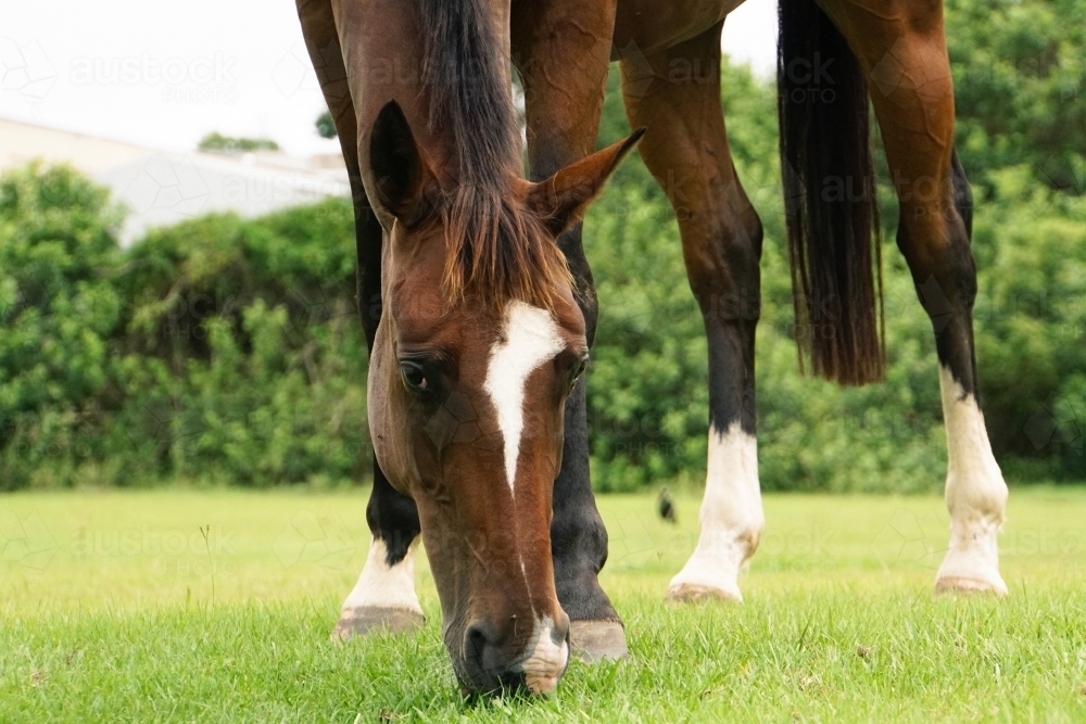 Horse eating grass - Australian Stock Image