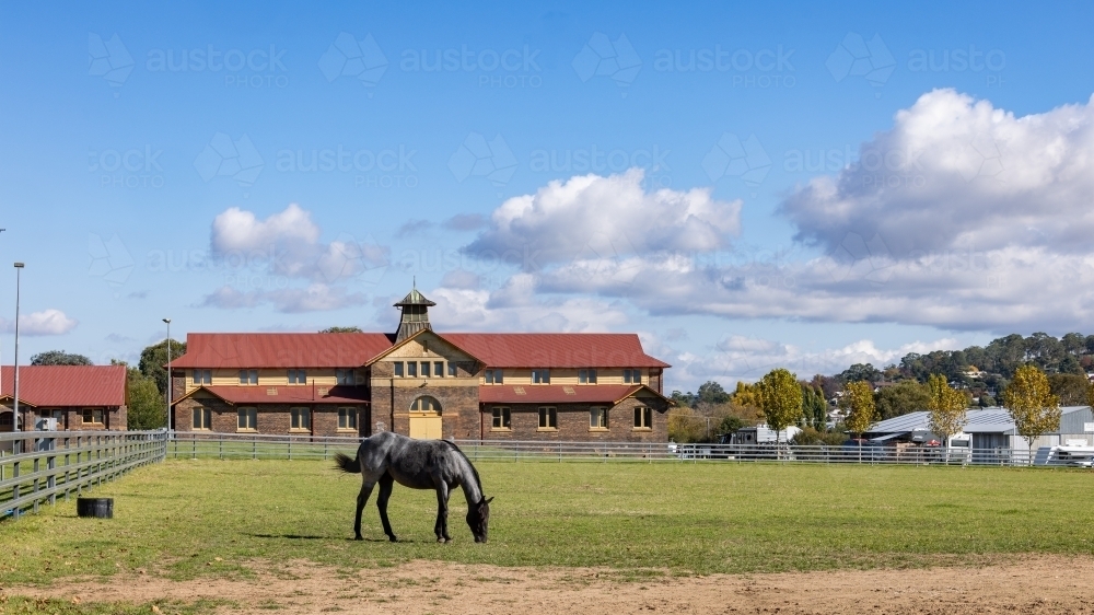 Horse grazing on green grass in Armidale Showgrounds grounds - Australian Stock Image