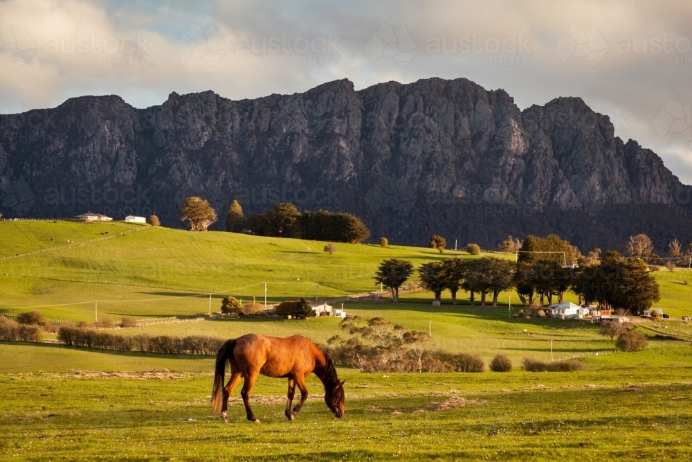 Horse grazing with mountain backdrop. - Australian Stock Image