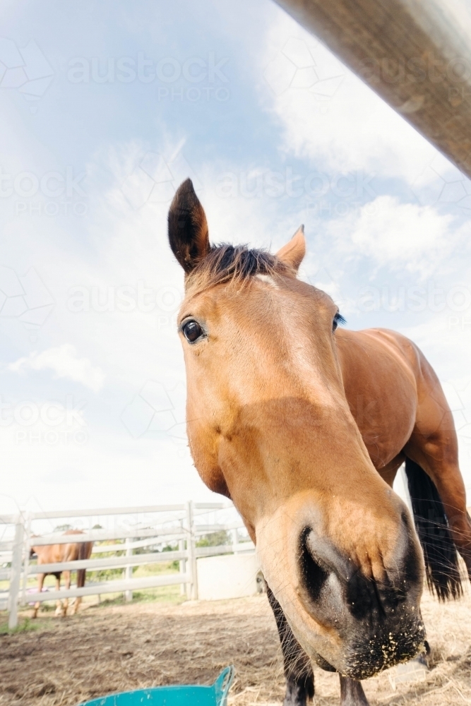 horse in a yard - Australian Stock Image