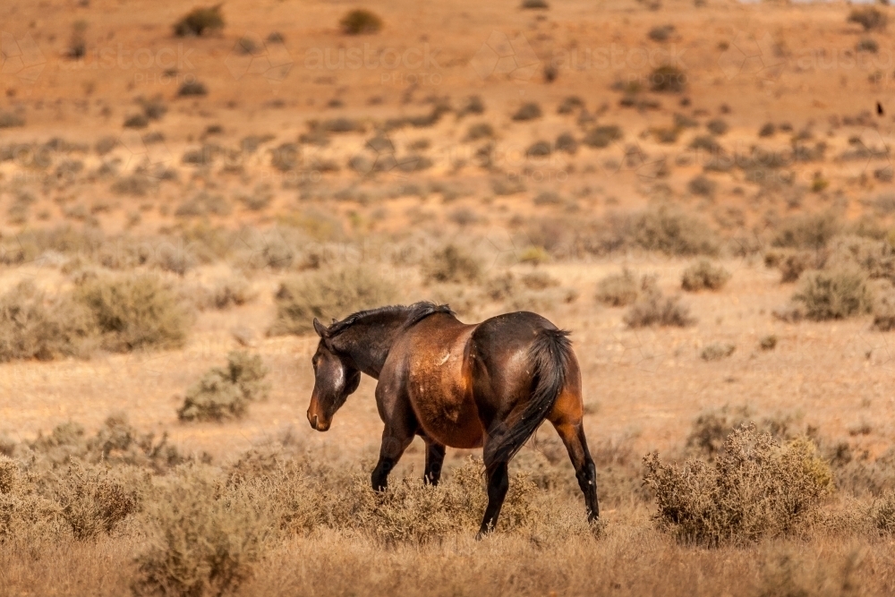 Horse in outback arid dry scrub land consisting of dry grass and salt bush - Australian Stock Image