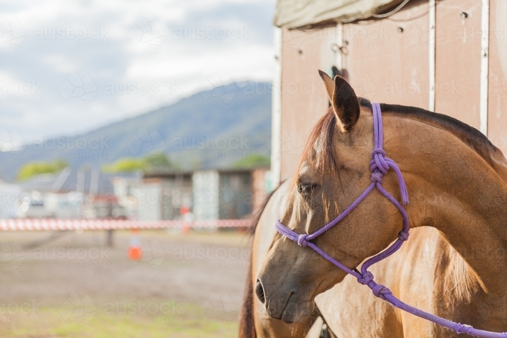Image of Horse in purple headstall tied to trailer Austockphoto
