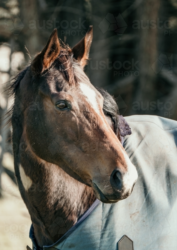 Horse in winter rug looks sideways. - Australian Stock Image