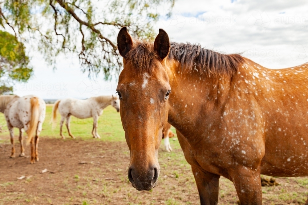 Horse looking at camera - Australian Stock Image