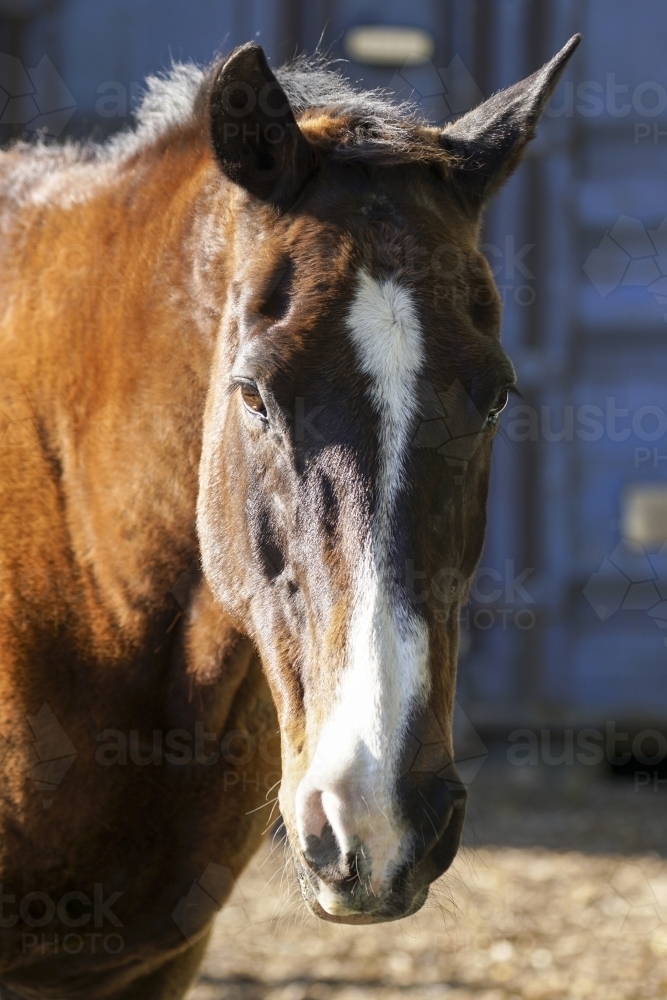 Horse looking at camera close up - Australian Stock Image
