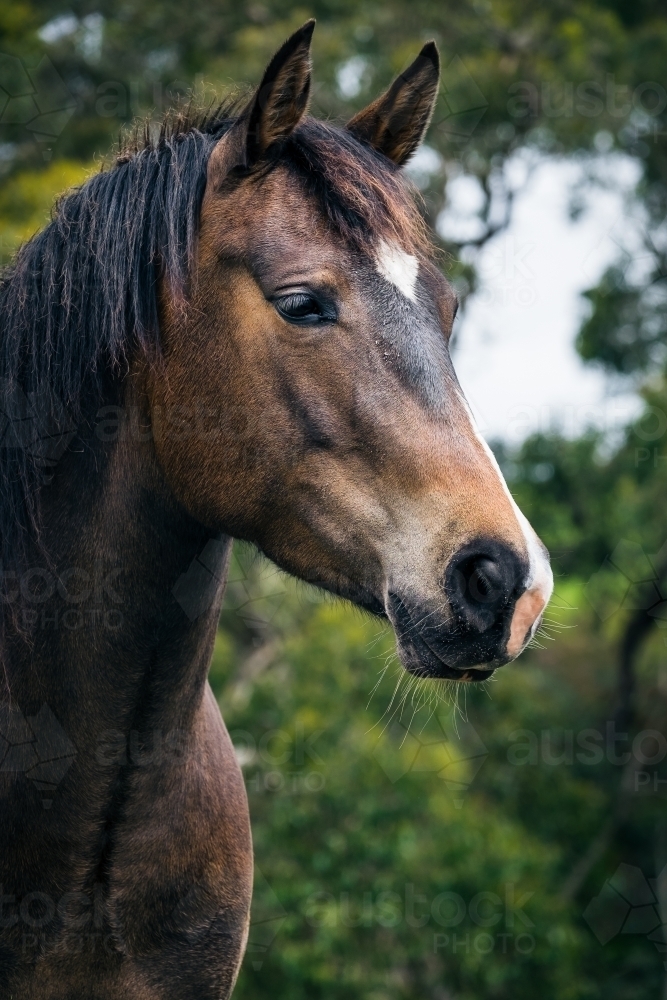 Horse looking away - Australian Stock Image