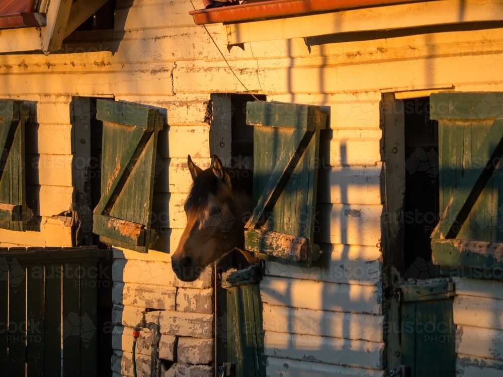 Horse looking out stables window in the evening light - Australian Stock Image