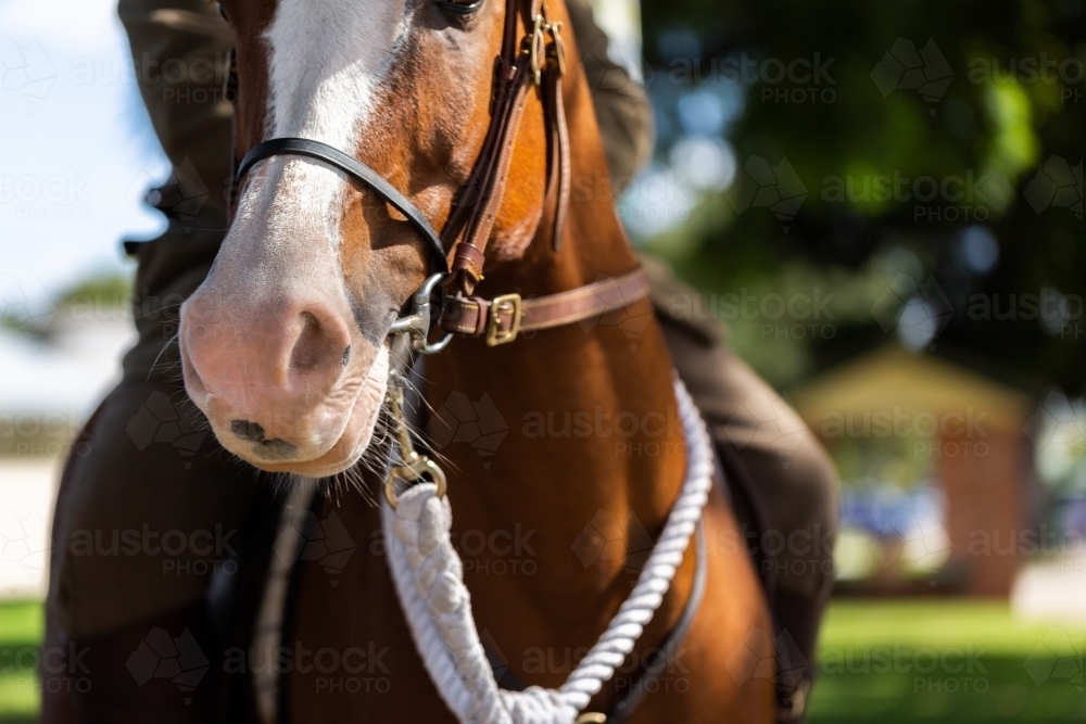 Horse of mounted trooper in park after ANZAC Day parade - Australian Stock Image