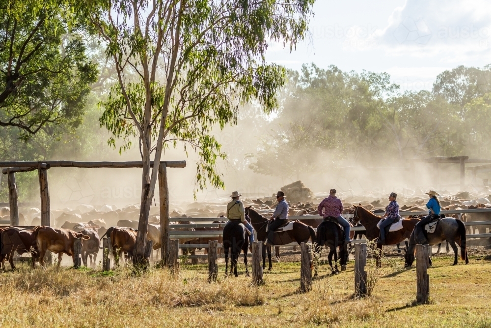 Horse riders counting the mob of cattle into the dusty yards. - Australian Stock Image