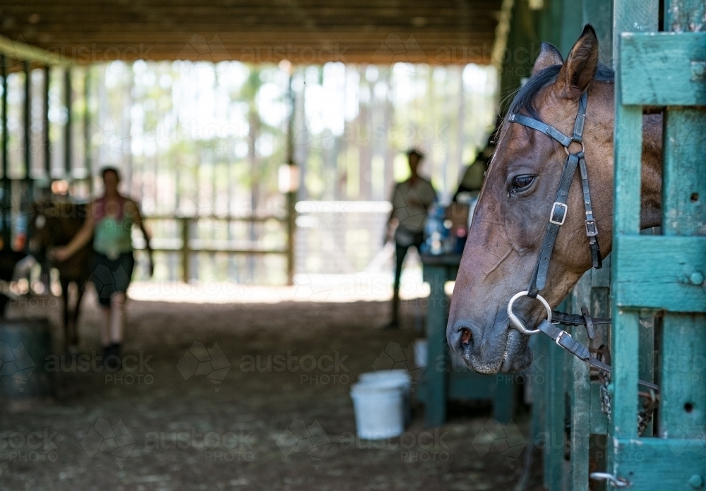 Horse stables - Australian Stock Image