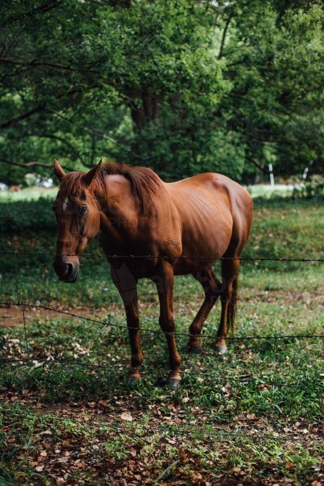 Horse standing in paddock - Australian Stock Image