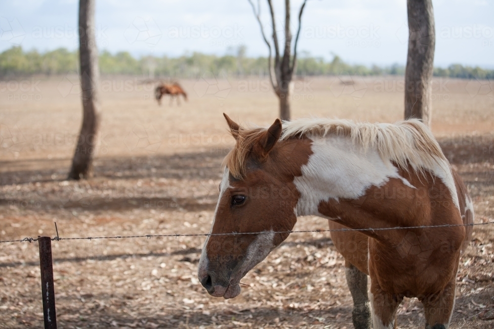 Horse standing near a barbed wire fence in a dry paddock - Australian Stock Image
