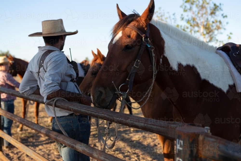 horse tied at fence with rider leaning back relaxing after mustering cattle - Australian Stock Image