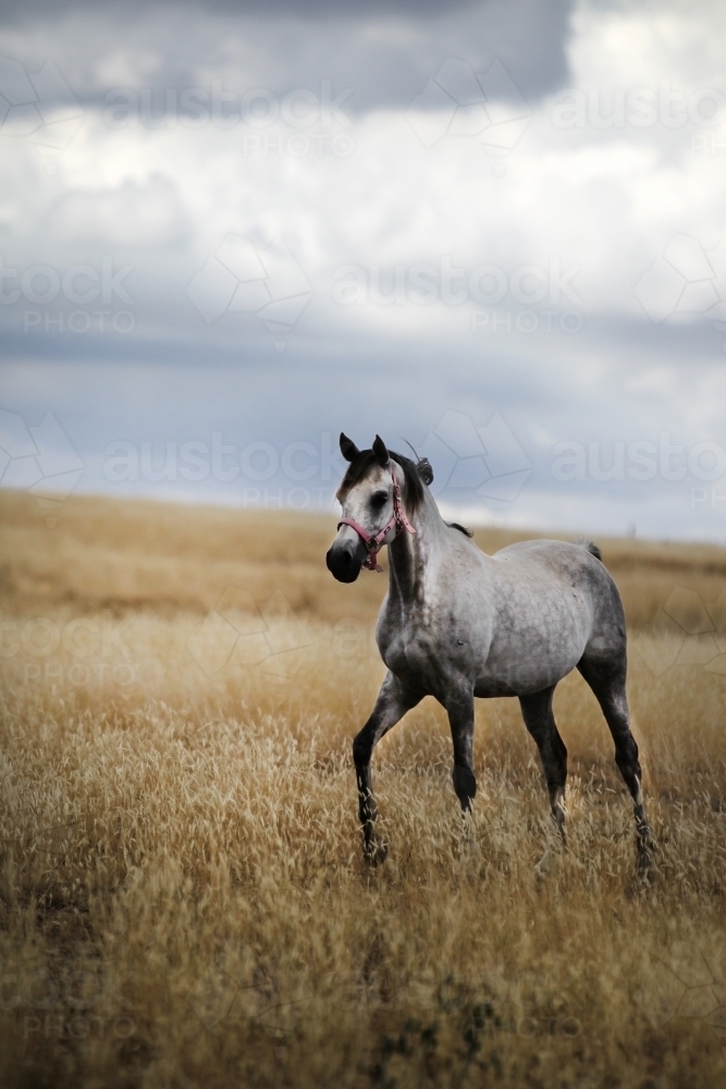 Horse walking in paddock under summer storm clouds - Australian Stock Image