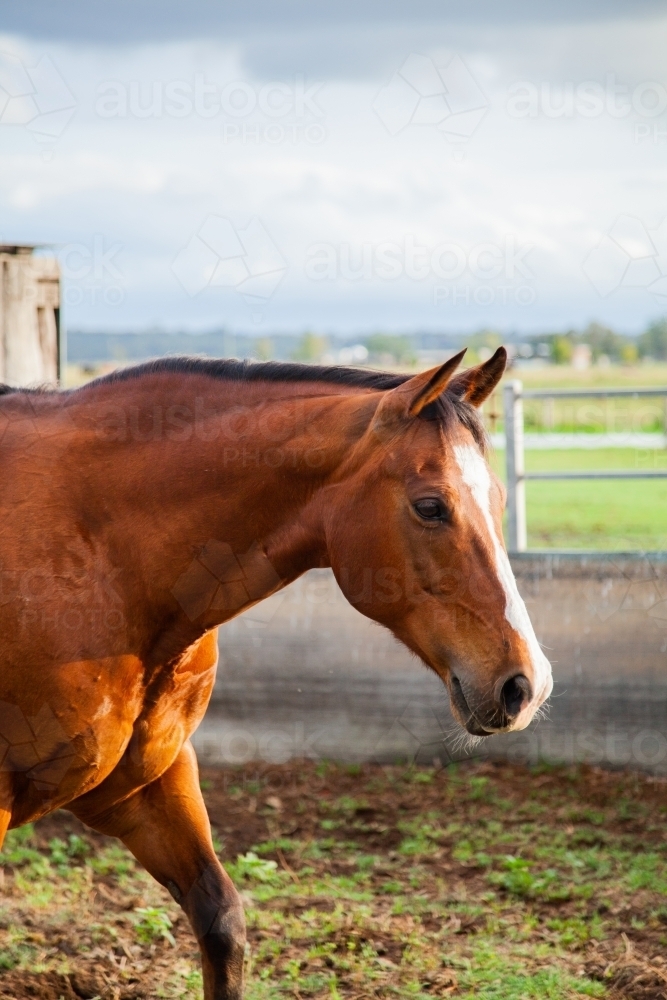 Horse with blaze marking in round yard - Australian Stock Image