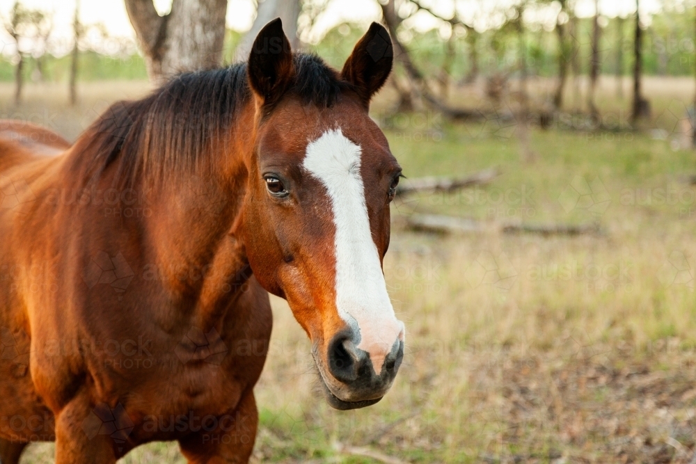 Horse with blaze marking on face - Australian Stock Image