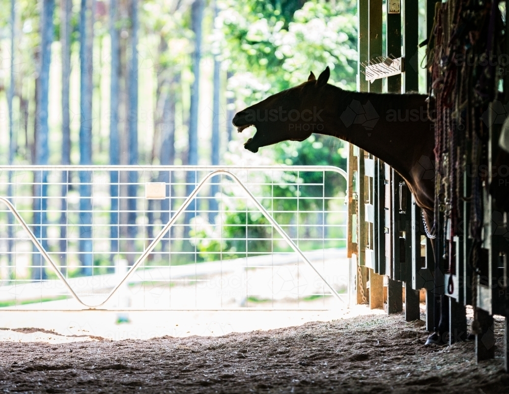 Horse with head out of stables stall - Australian Stock Image