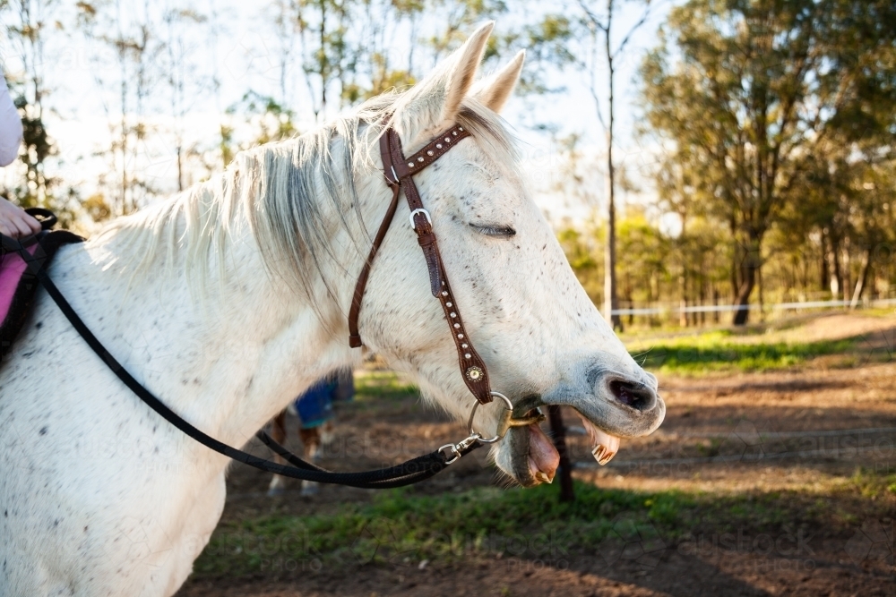 Horse yawning or laughing with a funny expression - Australian Stock Image