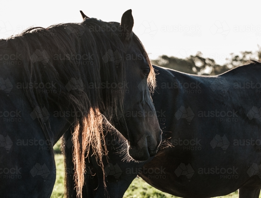 horses at sunset - Australian Stock Image