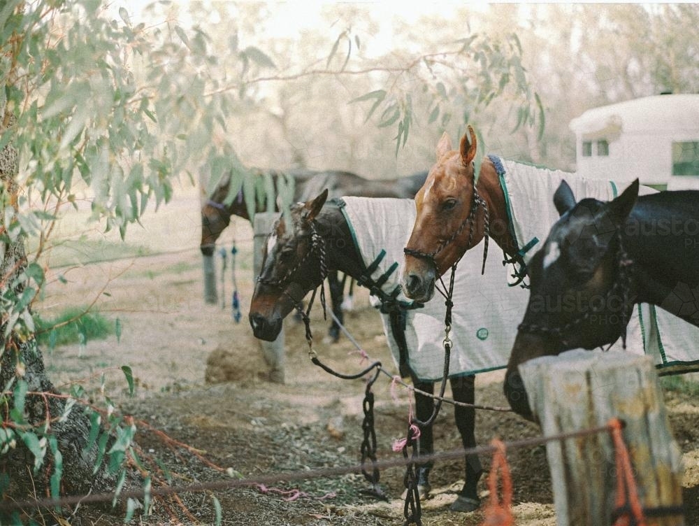 Horses - Australian Stock Image