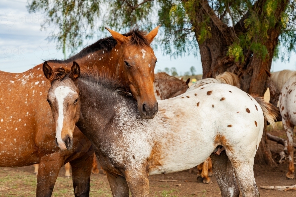 Horses close to one another nibbling each others necks - Australian Stock Image