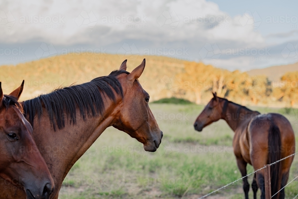 Horses gathering together at fence line on rural property - Australian Stock Image