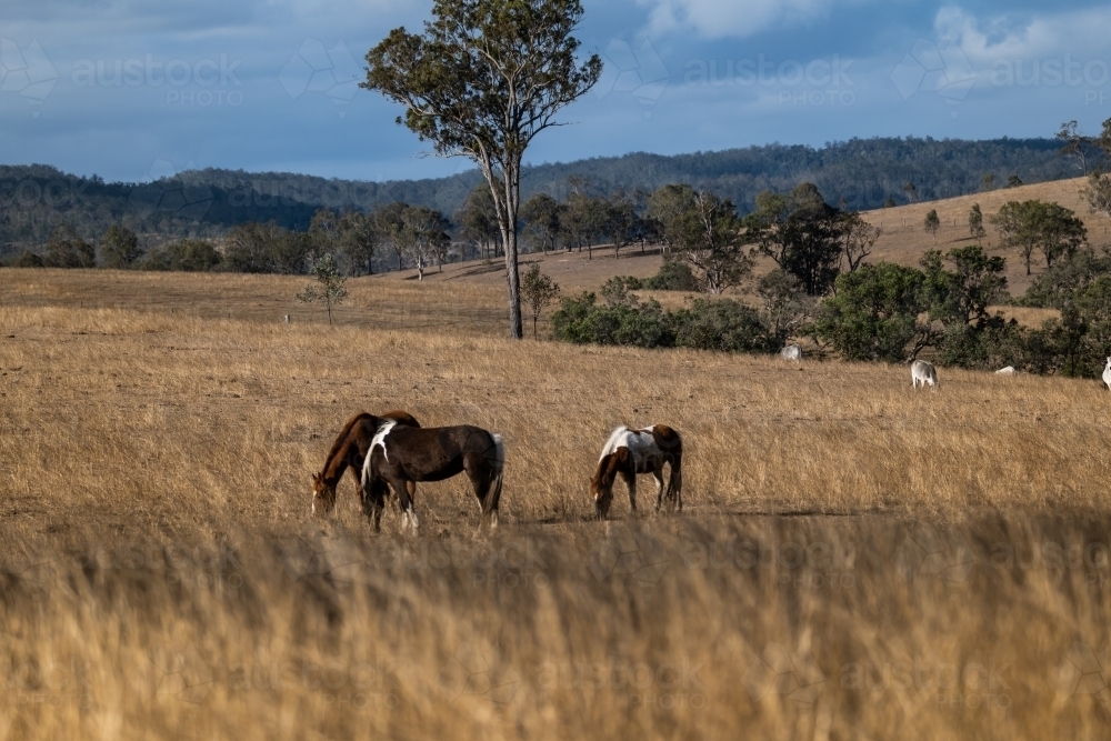 horses grazing in a paddock - Australian Stock Image