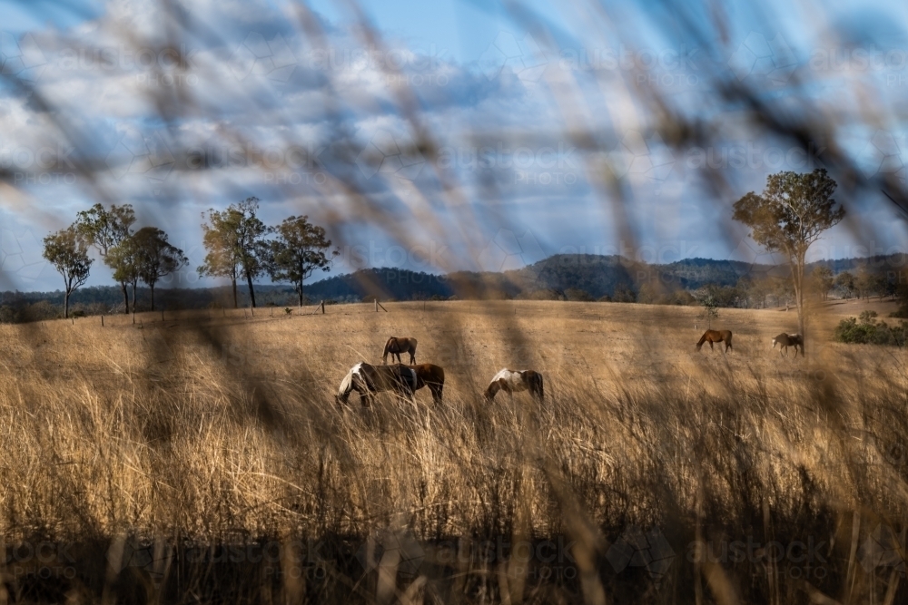 horses grazing in a paddock - Australian Stock Image