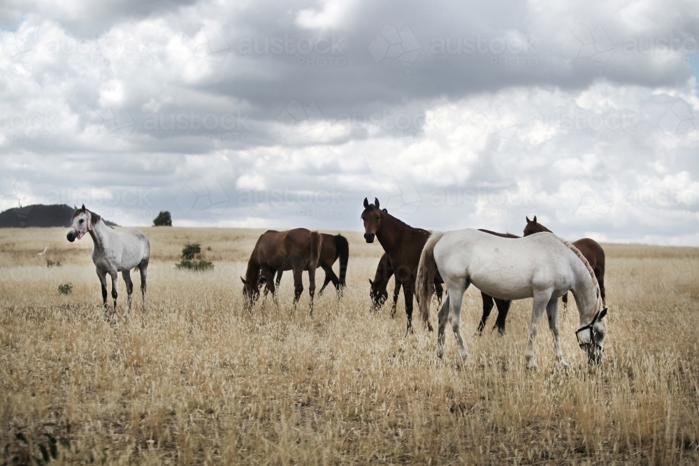 Horses grazing in paddock under summer storm clouds - Australian Stock Image
