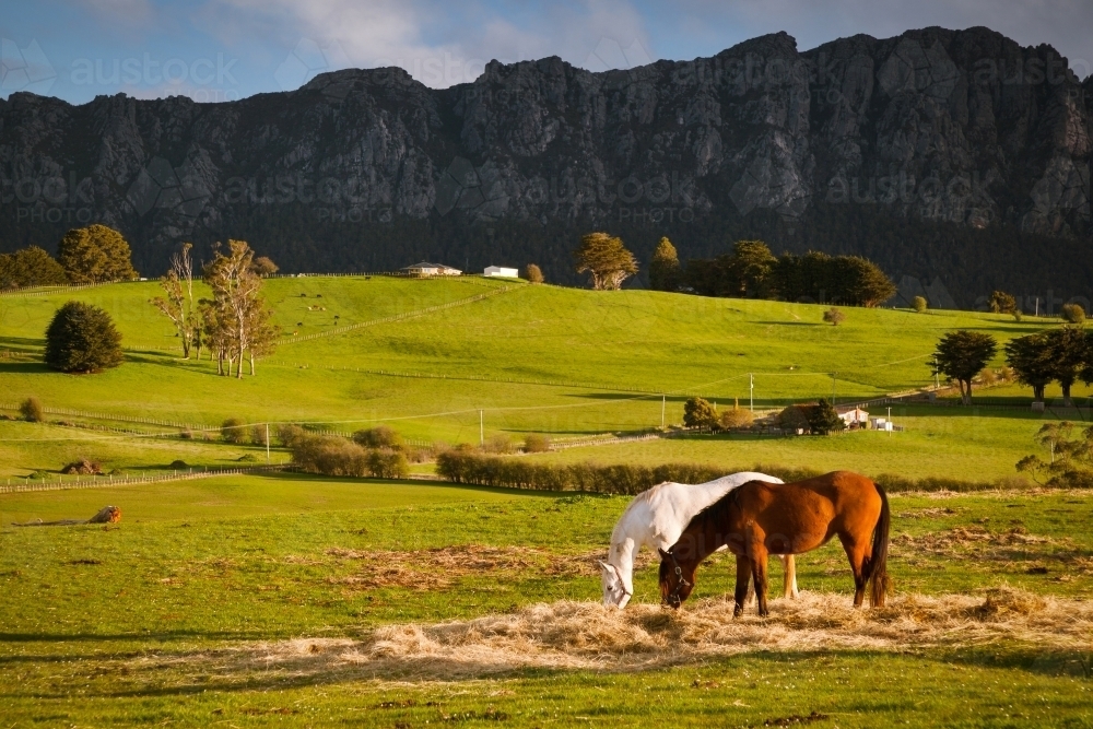 Horses Grazing with mountain backdrop. - Australian Stock Image