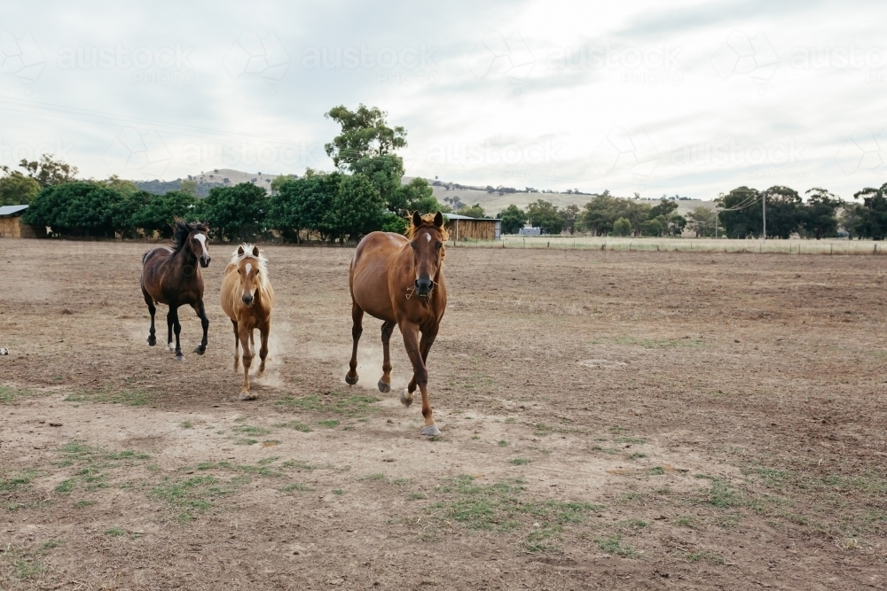Horses in a paddock running towards the camera - Australian Stock Image