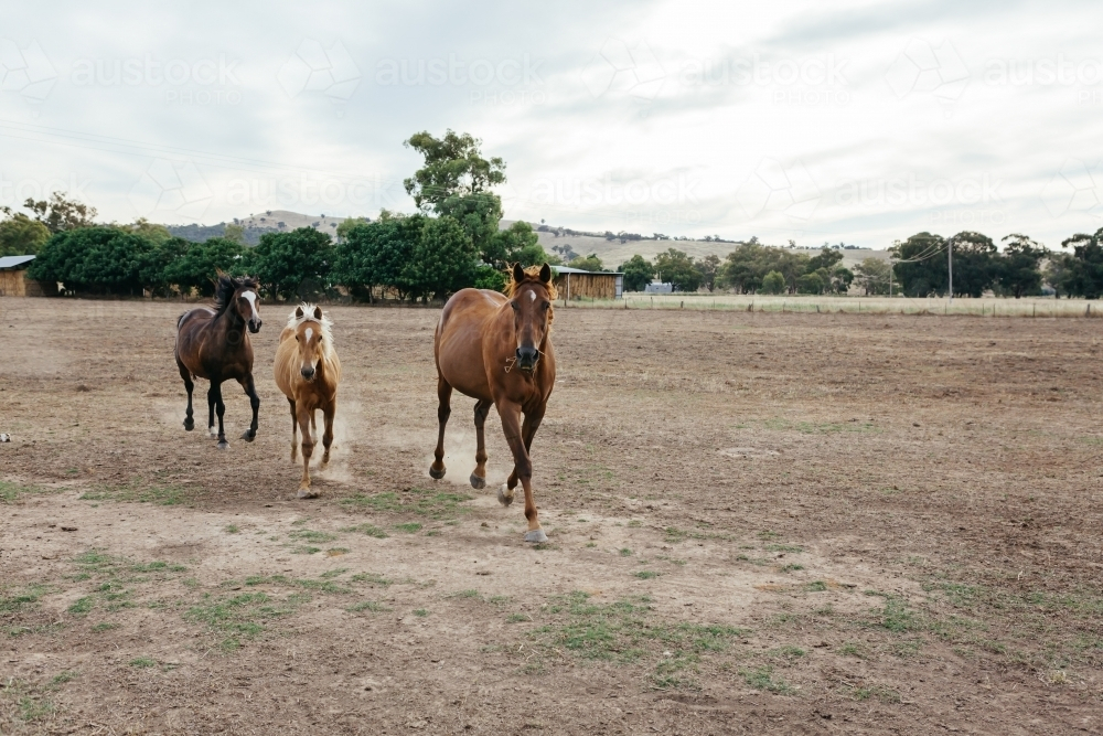 Horses in a paddock running with dry grass - Australian Stock Image