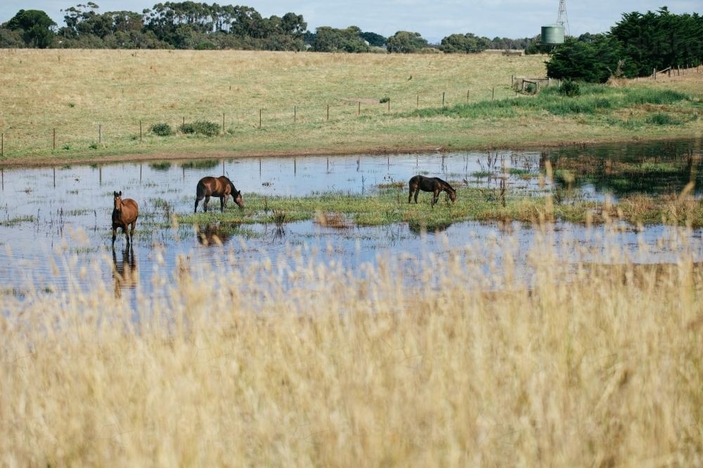 Horses in country paddock arfter heavy rainfall - Australian Stock Image
