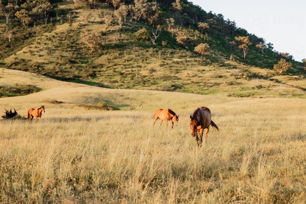 Horses in paddock at base of steep hill - Australian Stock Image