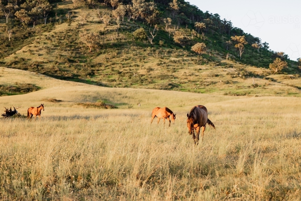 Image of Horses in paddock at base of steep hill - Austockphoto