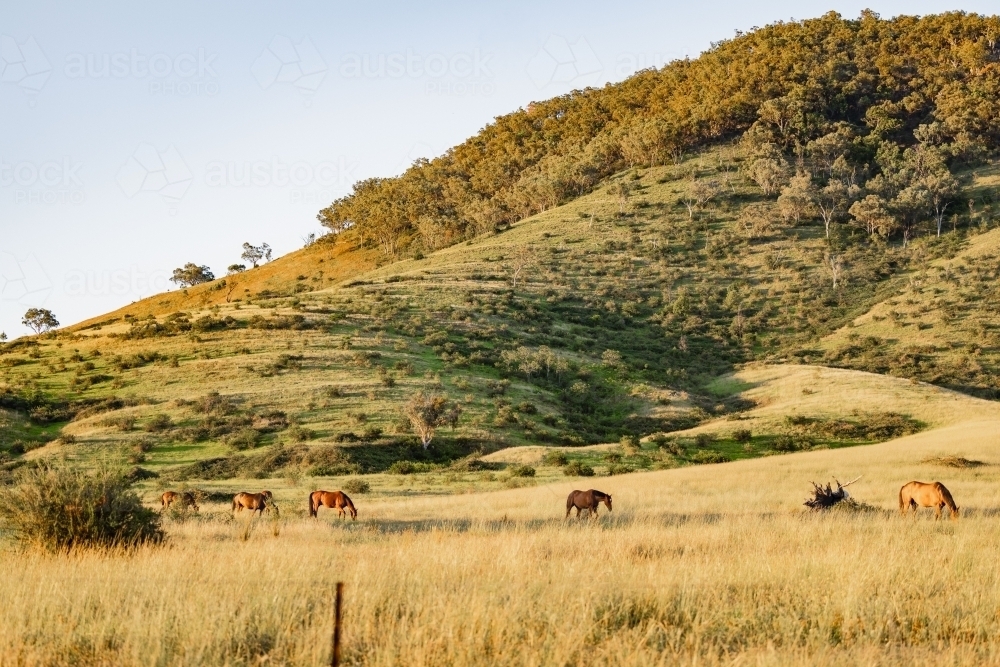 Horses in paddock at base of steep hill - Australian Stock Image
