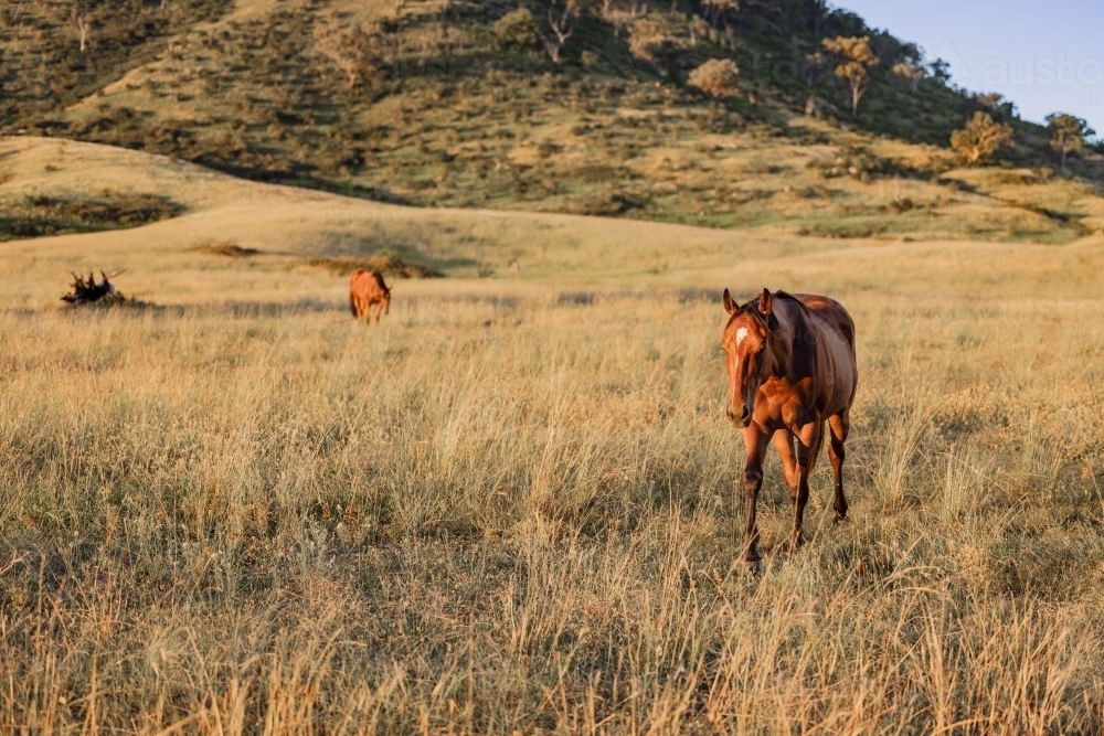 Horses in paddock at base of steep hill - Australian Stock Image
