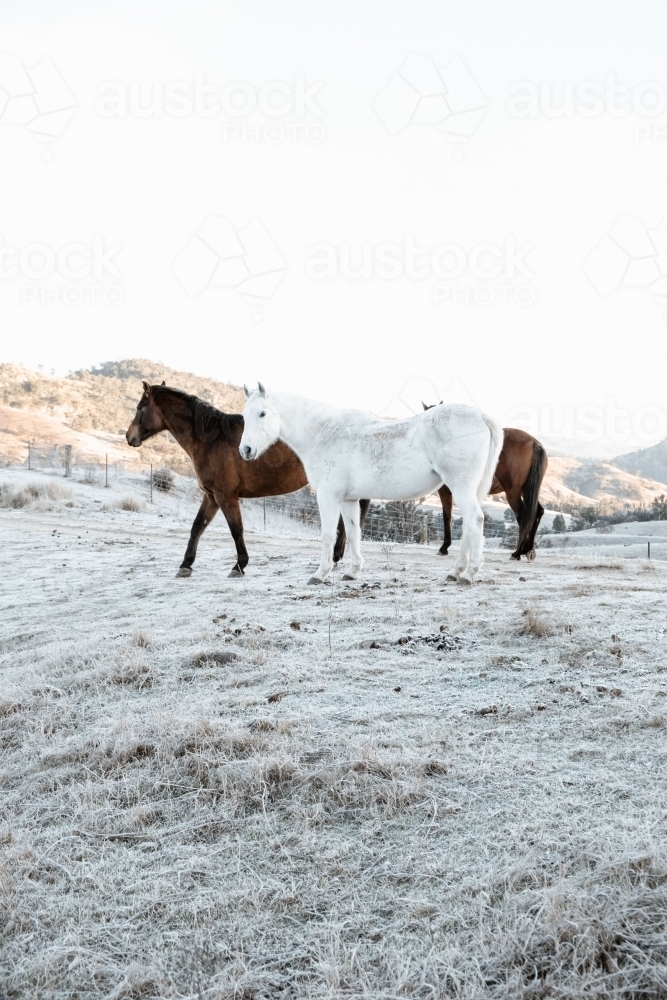 Horses in paddock on a frosty morning - Australian Stock Image