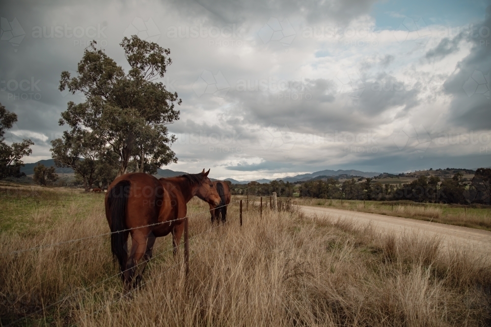 Horses in paddock on cloudy day - Australian Stock Image