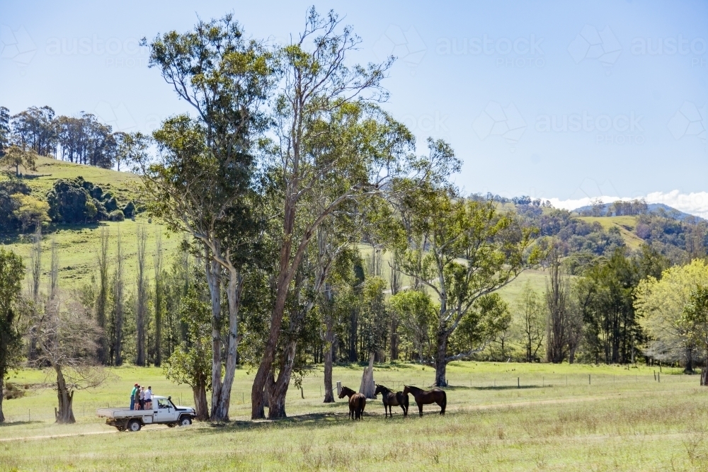Horses in paddock watching people standing in the back of a ute on Aussie farm driveway - Australian Stock Image