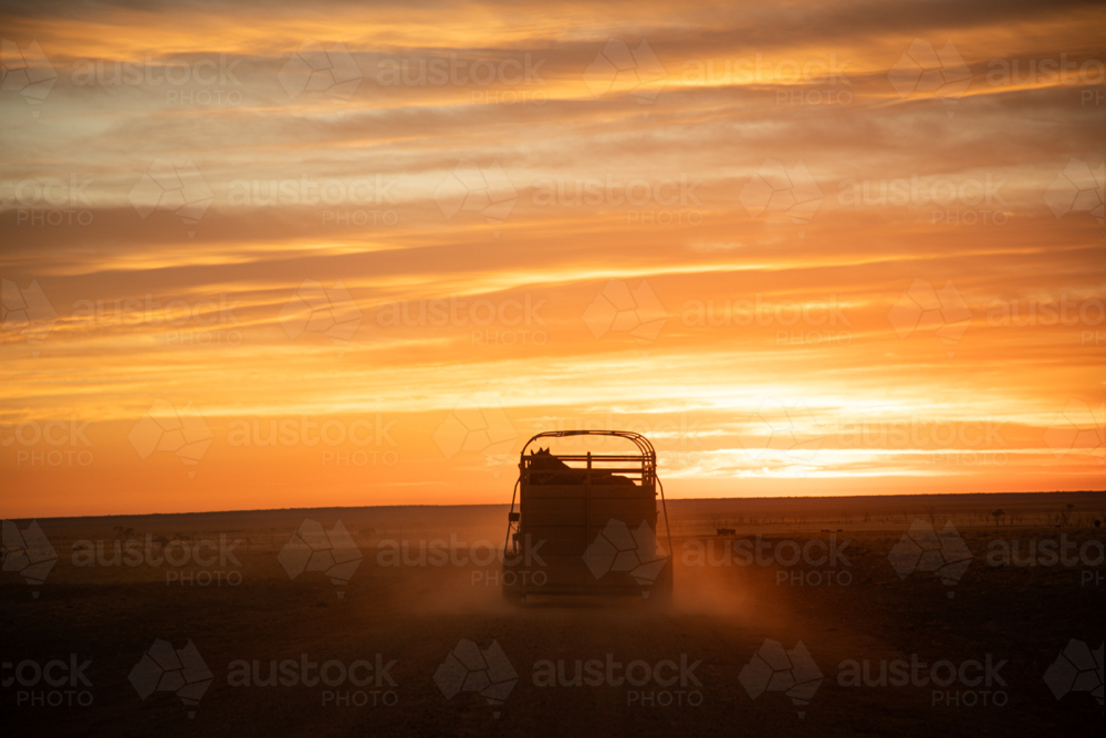 Horses on a horse float going out to muster - Australian Stock Image