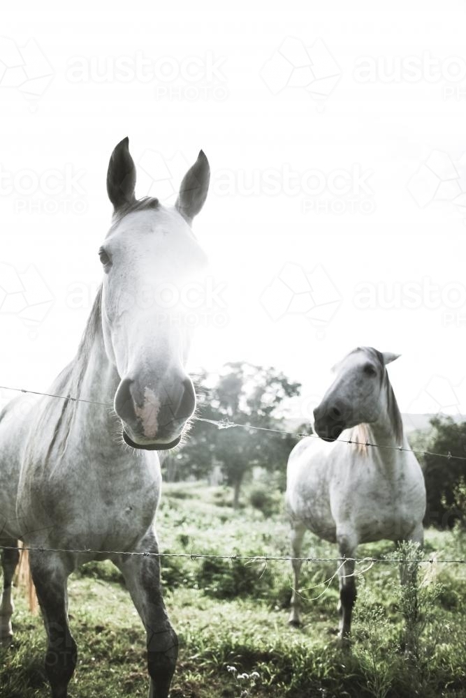 Horses on the farm - Australian Stock Image