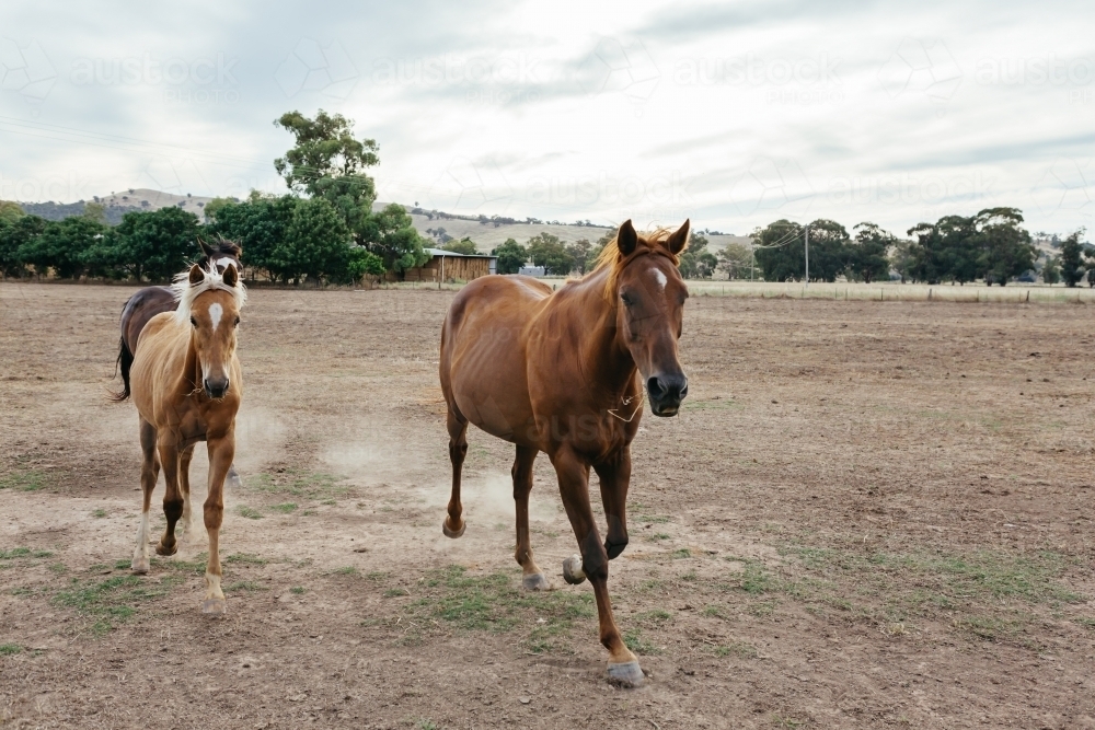 Horses running for dinnertime on a NSW farm - Australian Stock Image