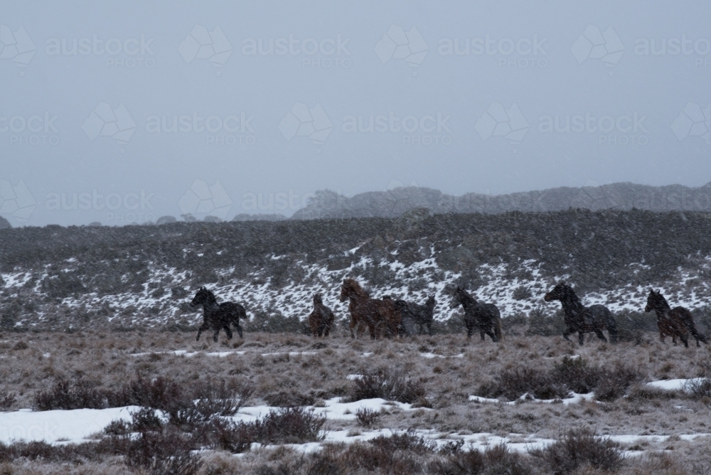 Horses running over snow covered plain - Australian Stock Image