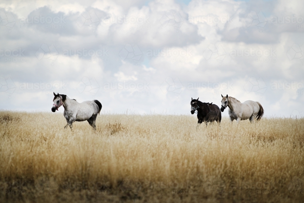 Horses walking in paddock under summer storm clouds : Austockphoto Horses walking in paddock under summer storm clouds - Australian Stock Image