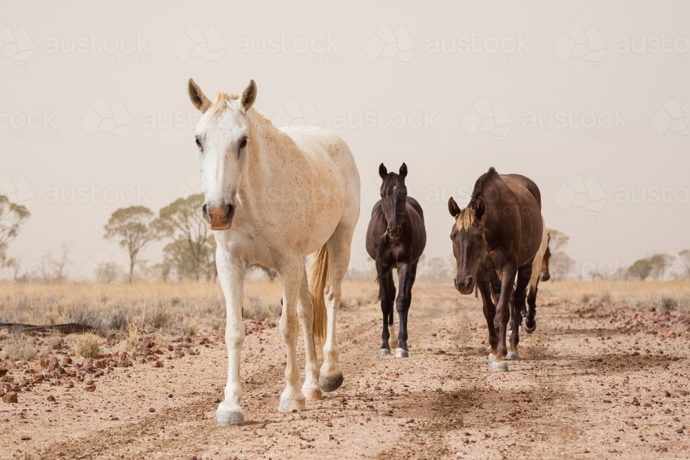 Horses walking on a dirt track - Australian Stock Image