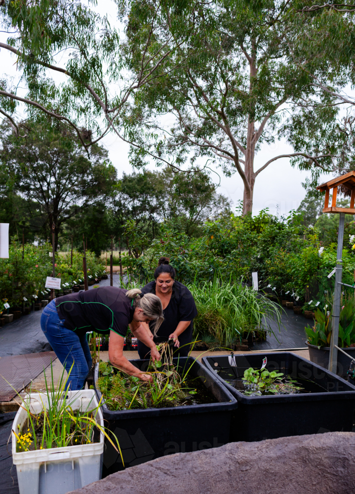 Horticulturalist looking through pond plants in nursery garden with customer : Austockphoto Horticulturalist looking through pond plants in nursery garden with customer - Australian Stock Image