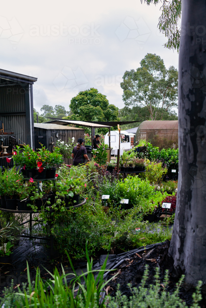 Image of Horticulturalist working among potted plants for sale at ...