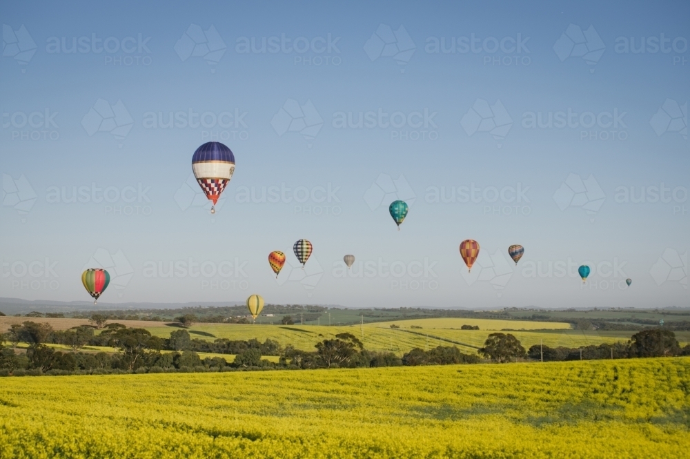 Hot air balloons over a flowering canola crop in the Avon Valley in Western Australia - Australian Stock Image